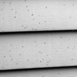 Black dots on siding